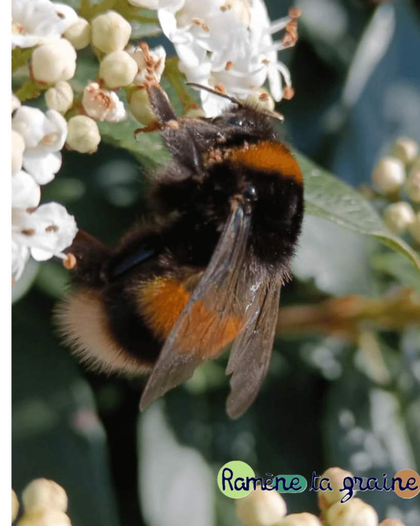 Animation biodiversité Entreprise