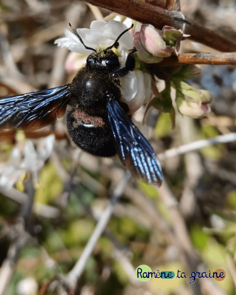 Atelier apicole participatif