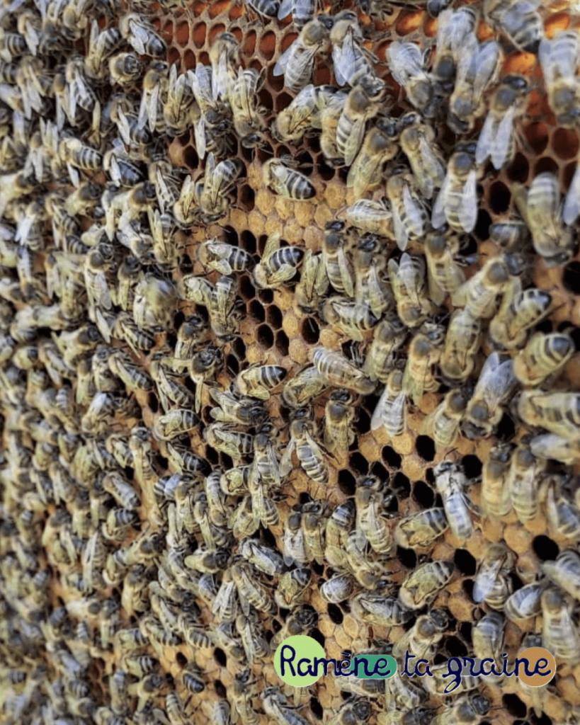 Découverte de la pollinisation et du rôle des abeilles dans une mairie