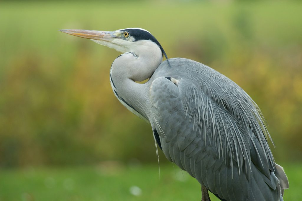 Biodiversité