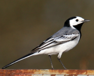 Biodiversité