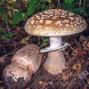 Biodiversité