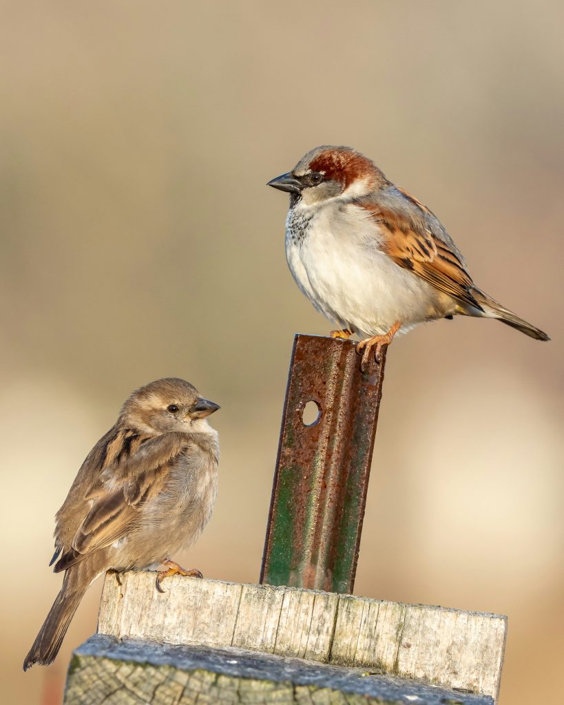 Biodiversité