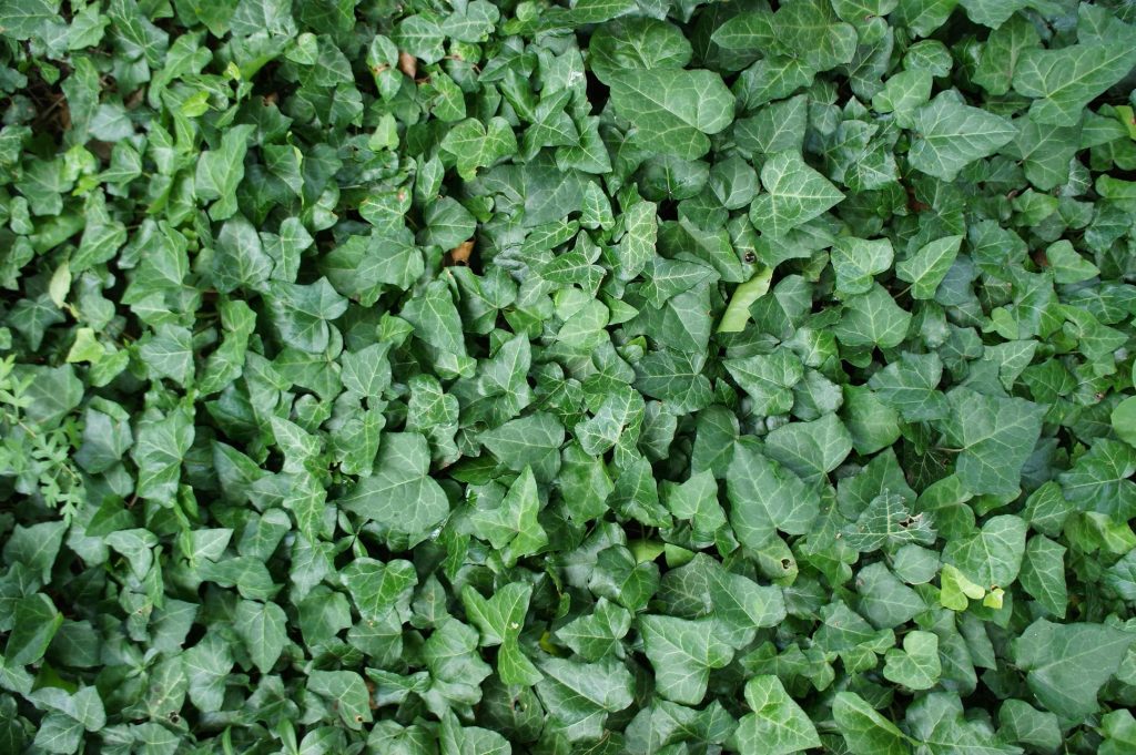 Biodiversité