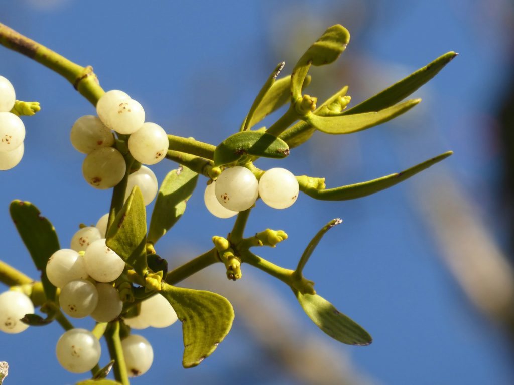 Biodiversité