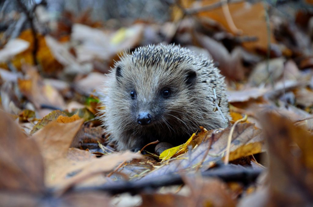 Biodiversité