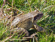 Biodiversité