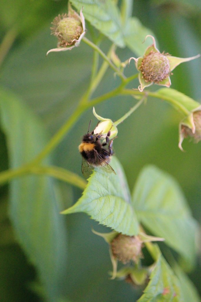 Biodiversité