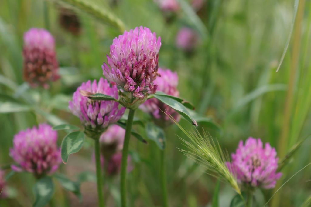 Biodiversité