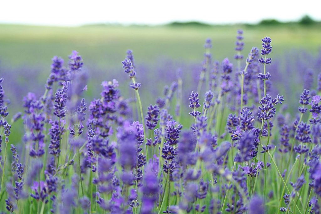 Biodiversité
