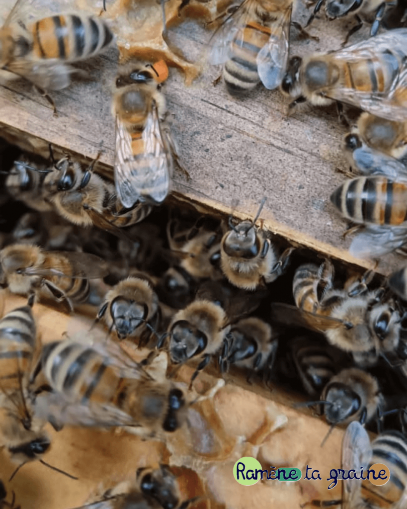 Biodiversite en entreprise Valenciennes