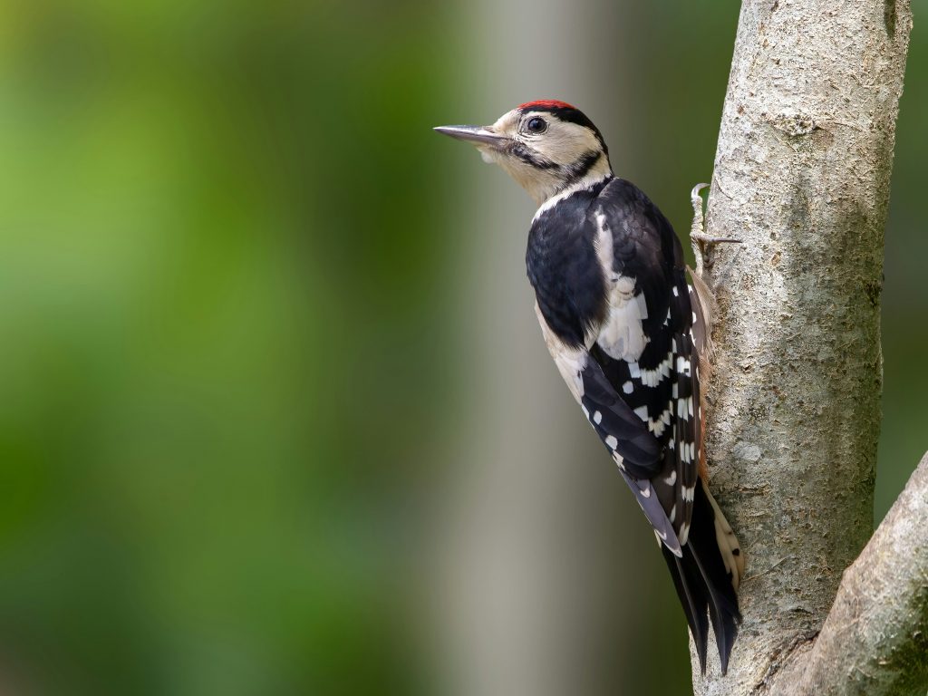 Biodiversité