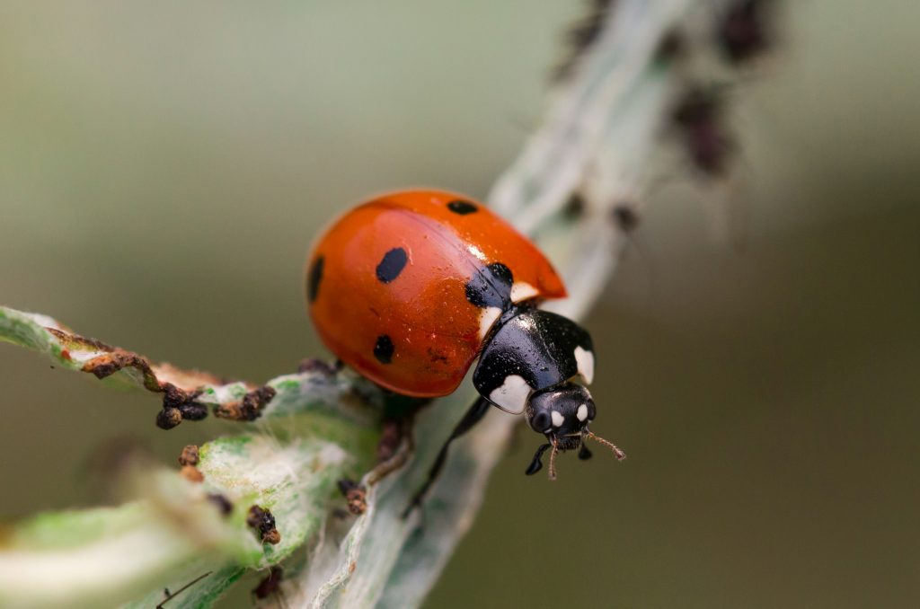 Biodiversité