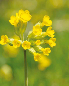 Biodiversité