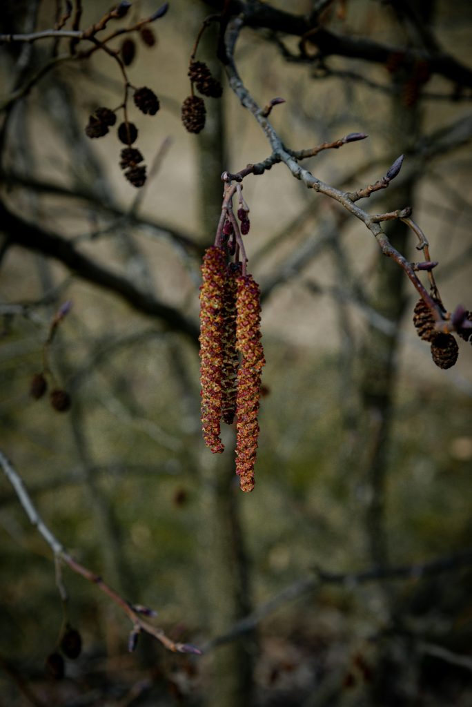 Biodiversité