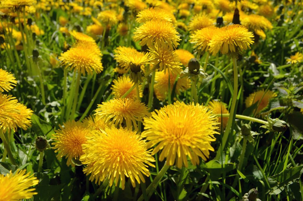Biodiversité