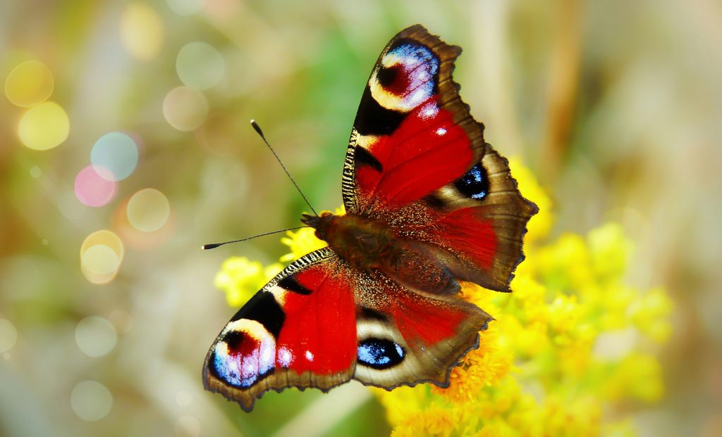 Biodiversité