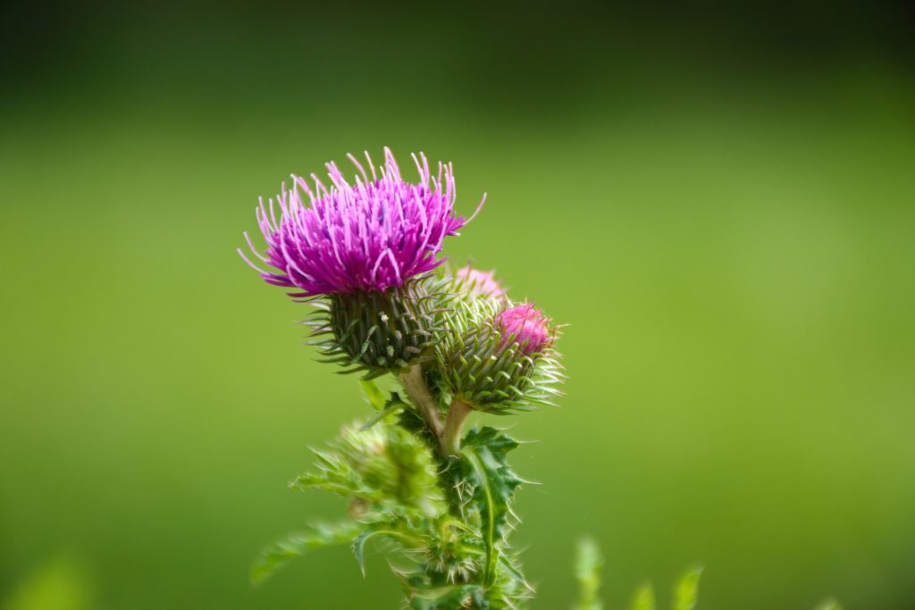 Biodiversité