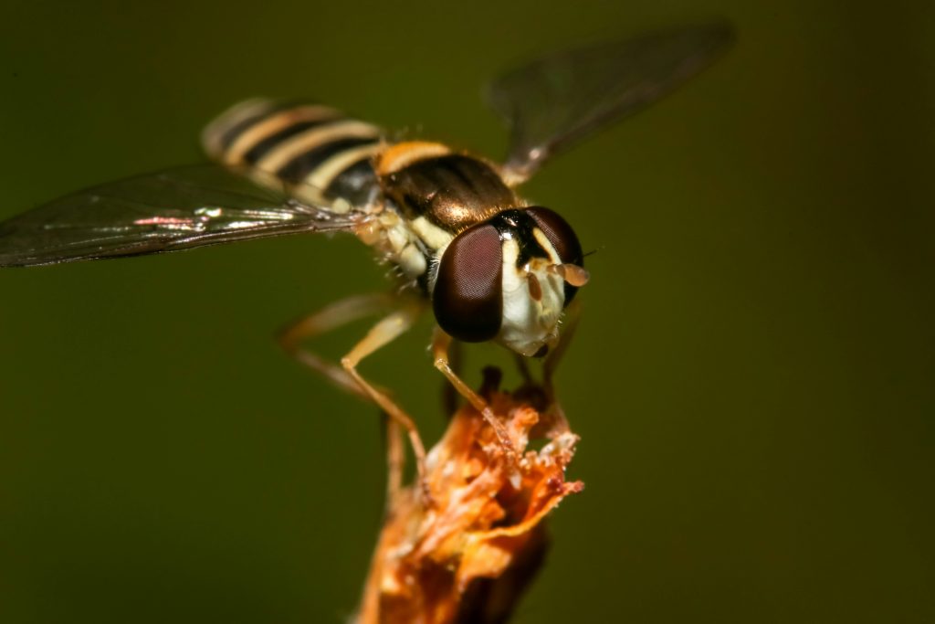 Biodiversité