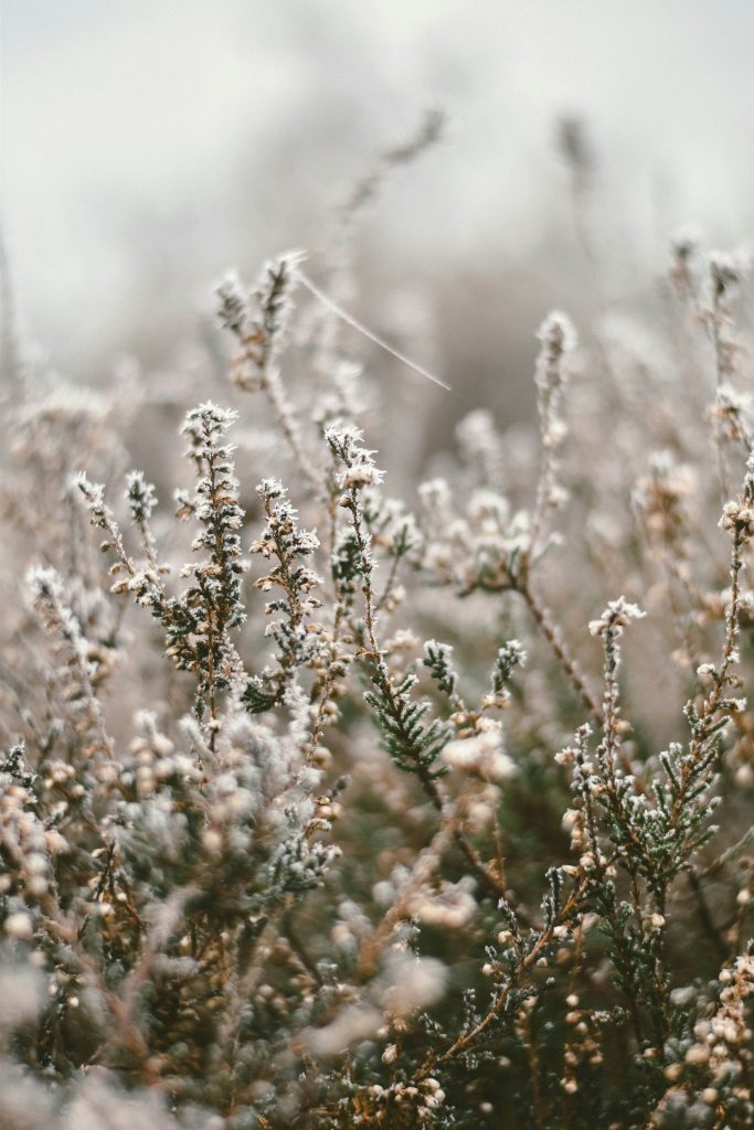 Biodiversité