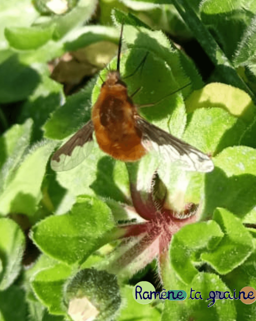 biodiversite Lille