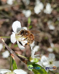 Animation semaine de la biodiversité