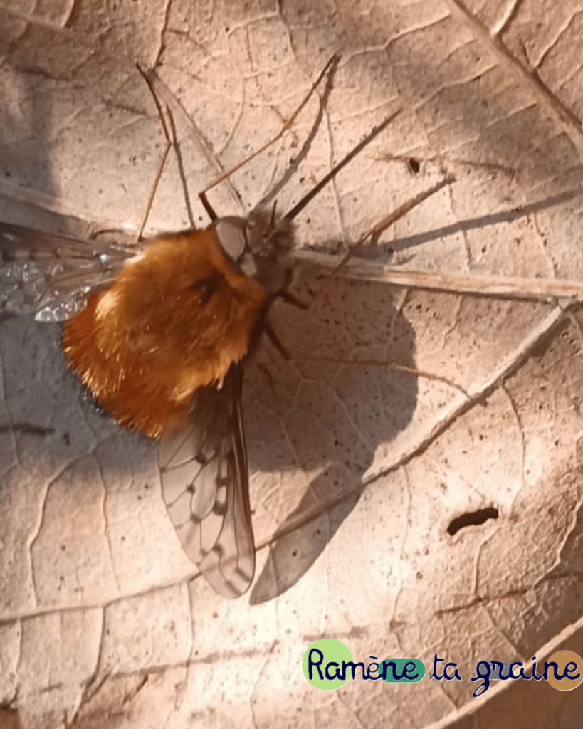 Biodiversité