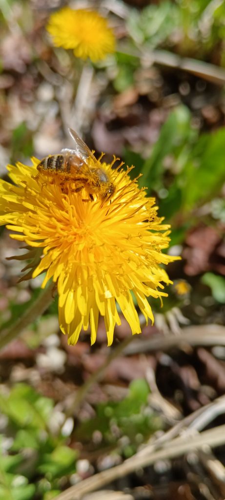 Abeille butinant une fleur, pollinisateur présenté dans les animations de Ramène ta graine à Valenciennes