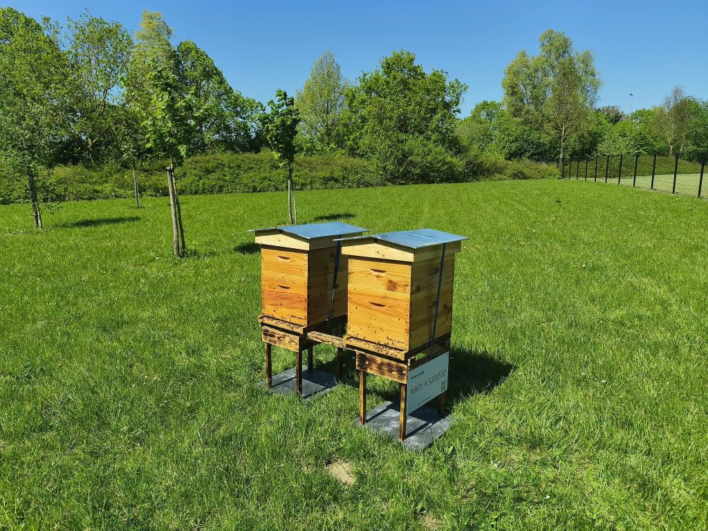 Emplacement choisi pour une ruche, avec les fleurs et la végétation alentour