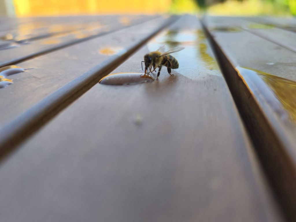 Abeilles d’une ruche installée par Ramène ta graine à Valenciennes, installation de ruche dans le Nord