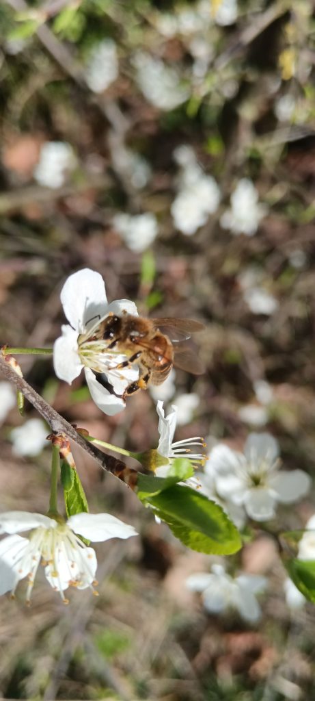 Abeilles d’une ruche installée et suivie par Ramène ta graine, apiculteur à Lille